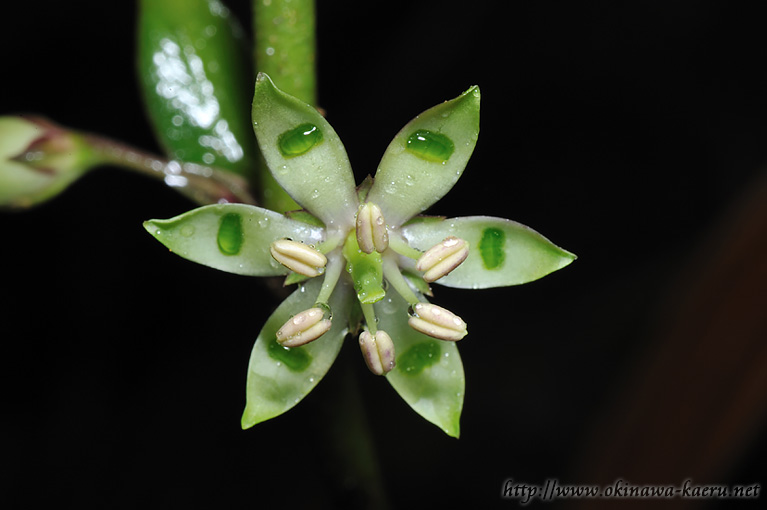 ヘツカリンドウ Swertia tashiroi