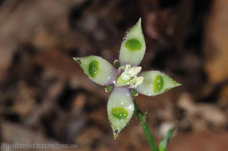 ヘツカリンドウ Swertia tashiroi