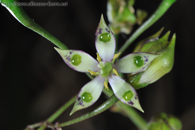 ヘツカリンドウ Swertia tashiroi