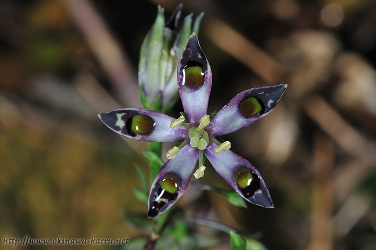 ヘツカリンドウ Swertia tashiroi