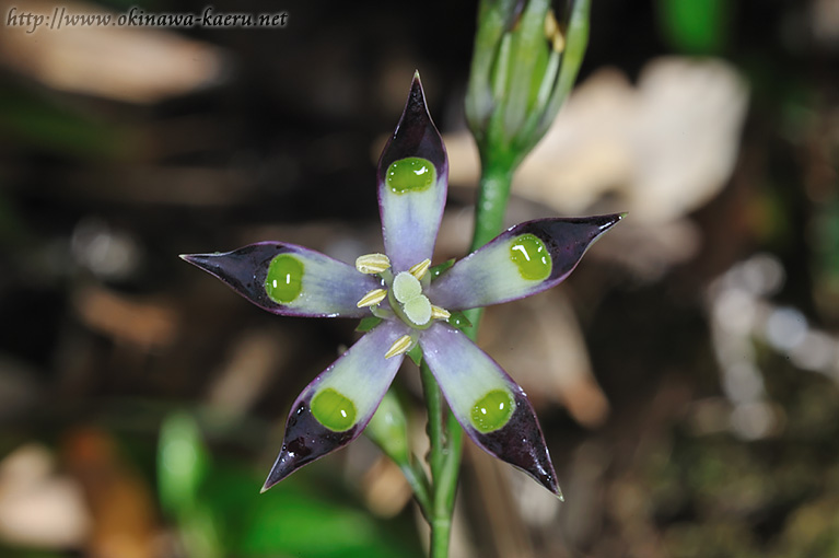 ヘツカリンドウ Swertia tashiroi