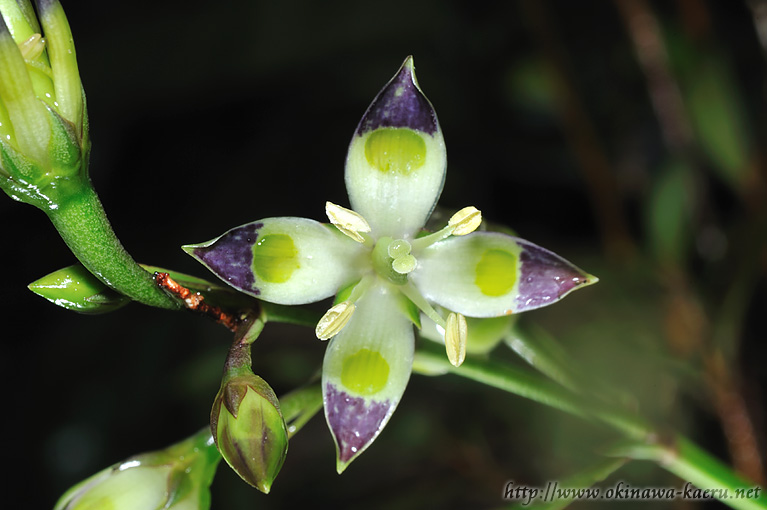 ヘツカリンドウ Swertia tashiroi