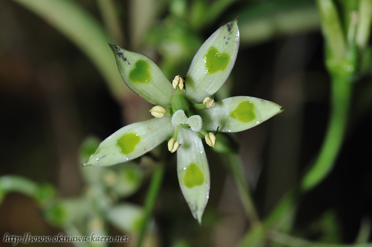 ヘツカリンドウ Swertia tashiroi