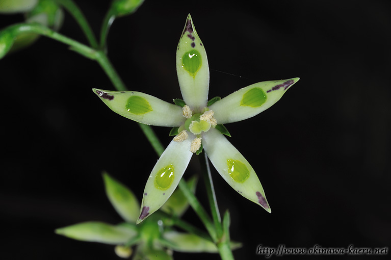 ヘツカリンドウ Swertia tashiroi