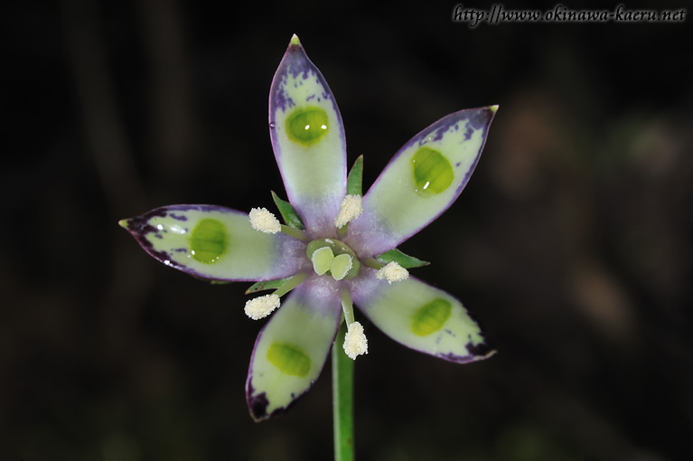 ヘツカリンドウ Swertia tashiroi