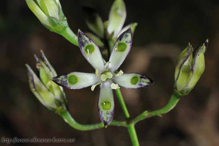 ヘツカリンドウ Swertia tashiroi