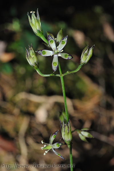 ヘツカリンドウ Swertia tashiroi