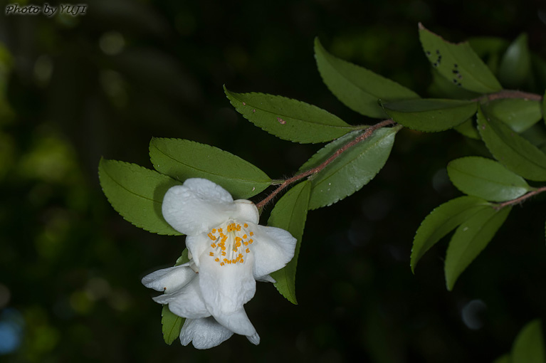 ヒメサザンカ Camellia lutchuensis