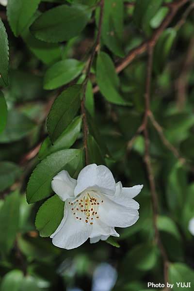 ヒメサザンカ Camellia lutchuensis