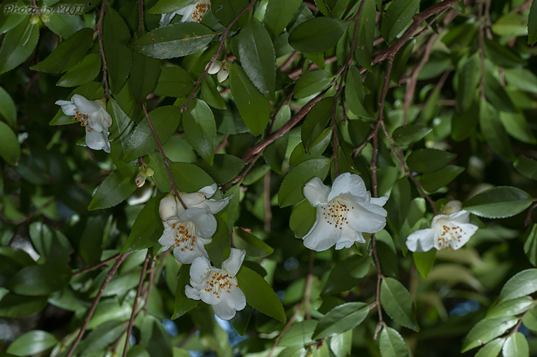 ヒメサザンカ Camellia lutchuensis