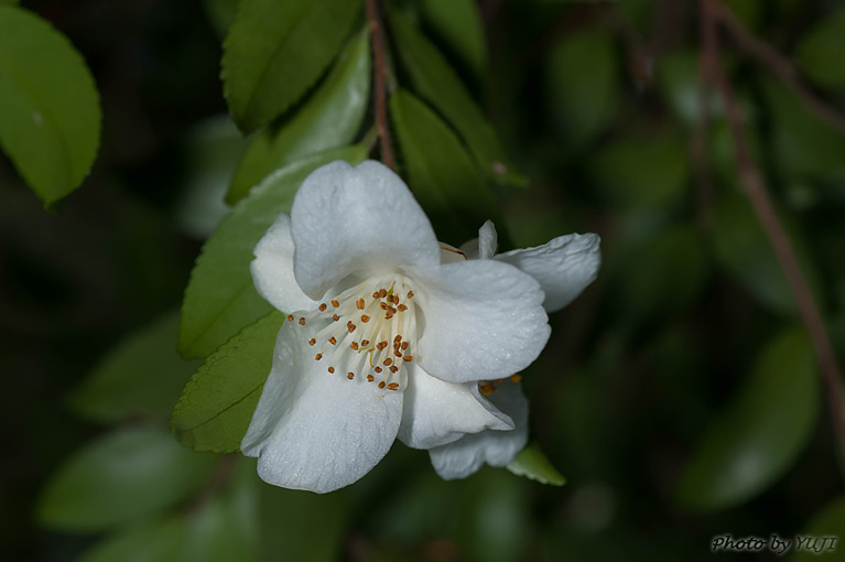 ヒメサザンカ Camellia lutchuensis