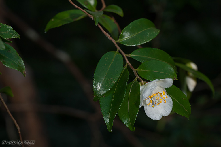 ヒメサザンカ Camellia lutchuensis