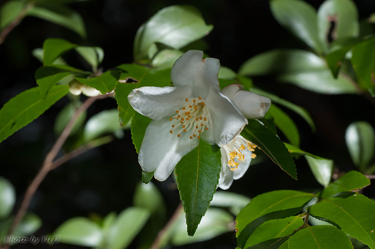ヒメサザンカ Camellia lutchuensis