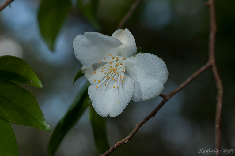 ヒメサザンカ Camellia lutchuensis