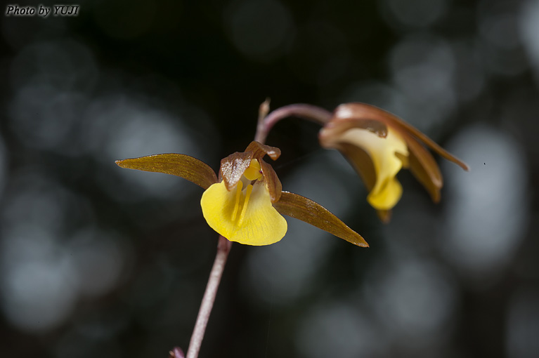 ヒメトケンラン Tainia laxiflora