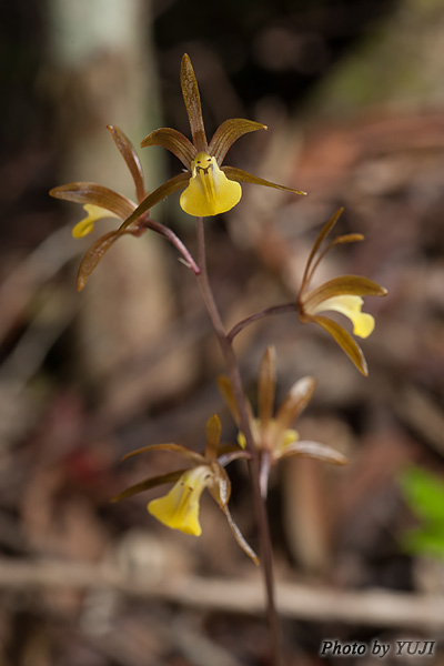 ヒメトケンラン Tainia laxiflora