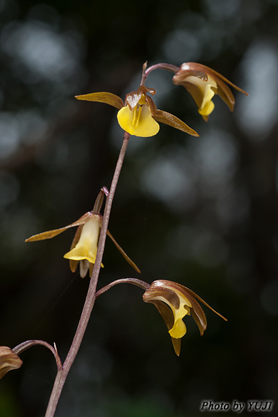 ヒメトケンラン Tainia laxiflora