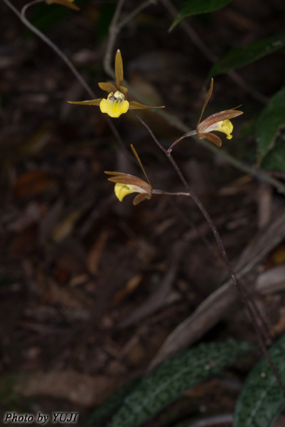 ヒメトケンラン Tainia laxiflora