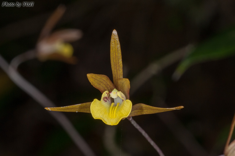 ヒメトケンラン Tainia laxiflora