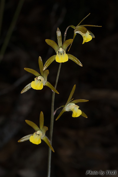 ヒメトケンラン Tainia laxiflora