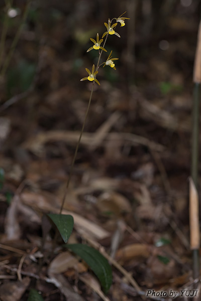 ヒメトケンラン Tainia laxiflora