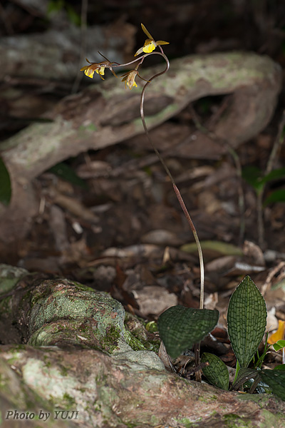 ヒメトケンラン Tainia laxiflora