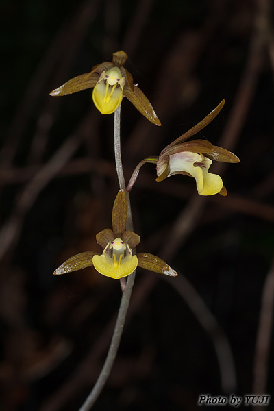 ヒメトケンラン Tainia laxiflora