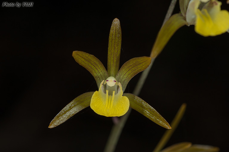 ヒメトケンラン Tainia laxiflora