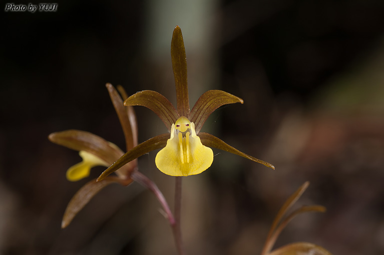 ヒメトケンラン Tainia laxiflora