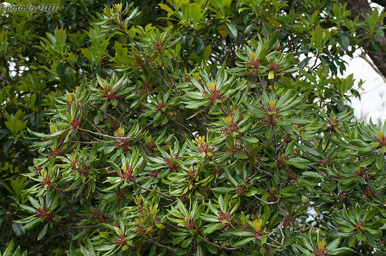 ヒメユズリハ Daphniphyllum teijsmanni