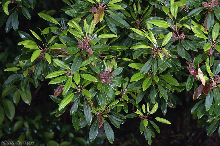 ヒメユズリハ Daphniphyllum teijsmanni