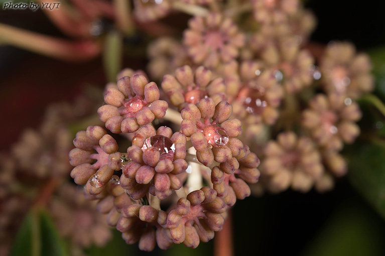 ヒメユズリハ Daphniphyllum teijsmanni