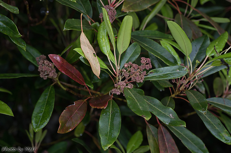 ヒメユズリハ Daphniphyllum teijsmanni