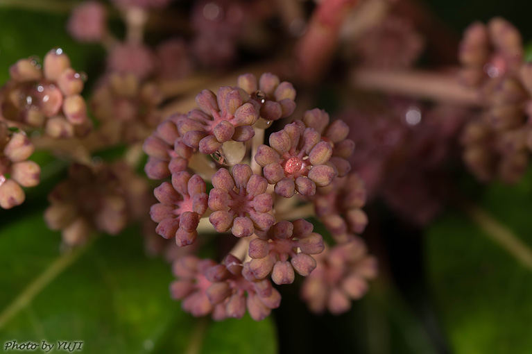 ヒメユズリハ Daphniphyllum teijsmanni