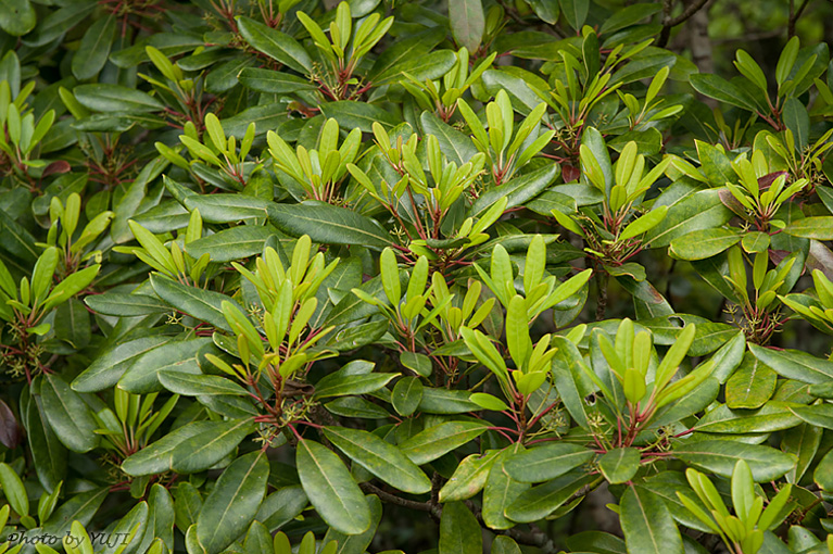 ヒメユズリハ Daphniphyllum teijsmanni