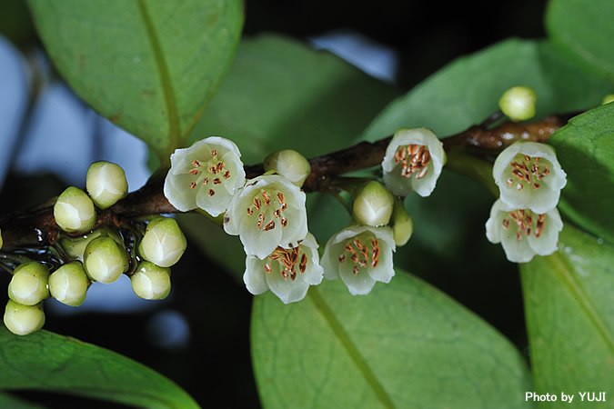 ヒサカキ Eurya japonica