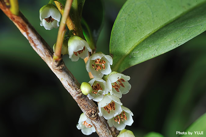 ヒサカキ Eurya japonica