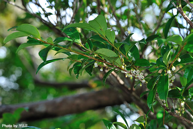 ヒサカキ Eurya japonica