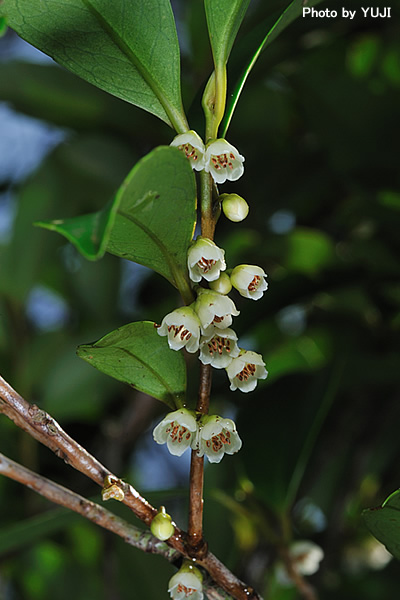 ヒサカキ Eurya japonica