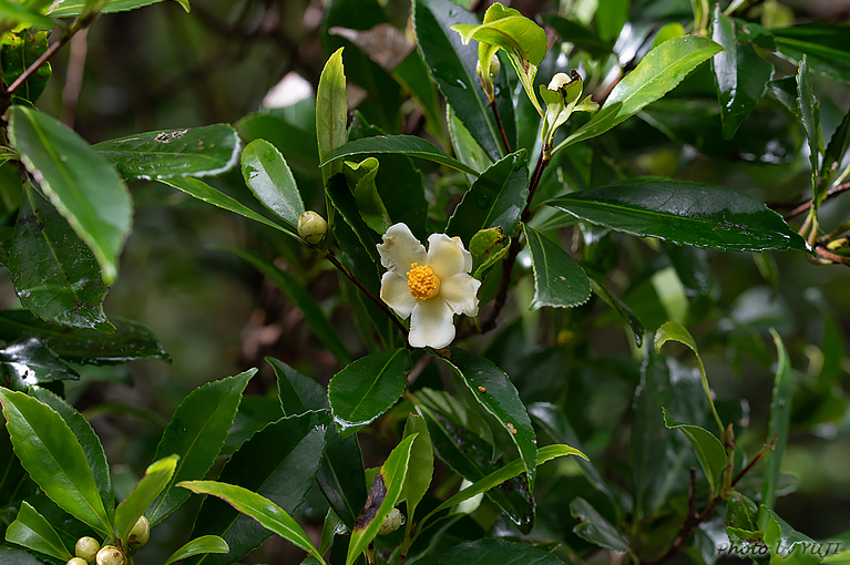 イジュ Pyrenaria virgata