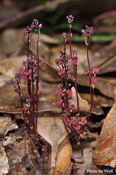 ホンゴウソウ Sciaphila nana