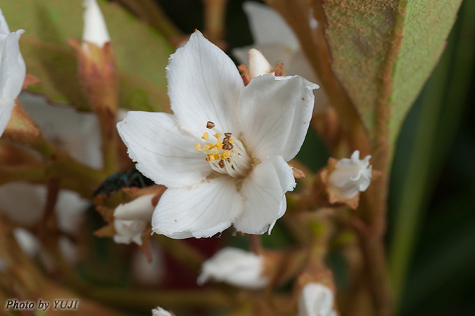 ホソバシャリンバイ Rhaphiolepis indica var. insularis