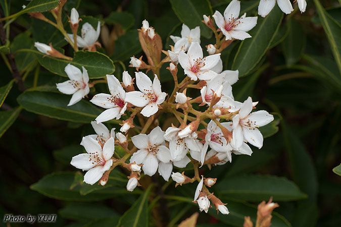 ホソバシャリンバイ Rhaphiolepis indica var. insularis