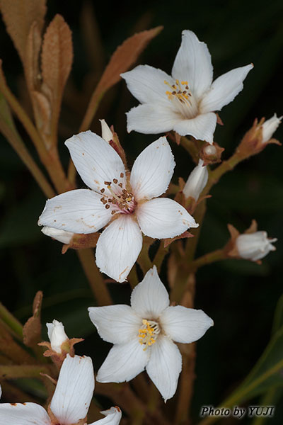 ホソバシャリンバイ Rhaphiolepis indica var. insularis
