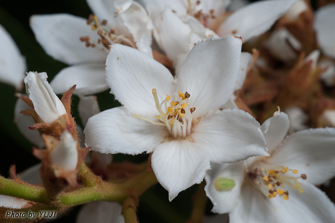 ホソバシャリンバイ Rhaphiolepis indica var. insularis