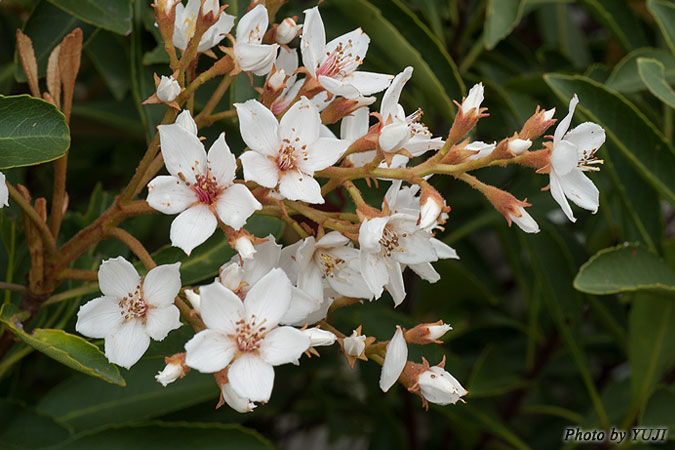 ホソバシャリンバイ Rhaphiolepis indica var. insularis