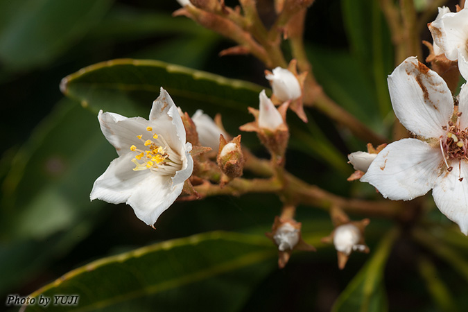 ホソバシャリンバイ Rhaphiolepis indica var. insularis