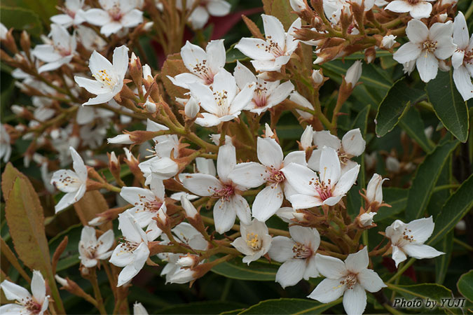 ホソバシャリンバイ Rhaphiolepis indica var. insularis