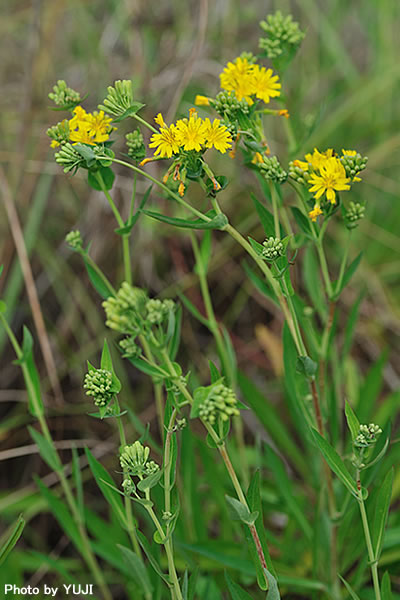 ホソバワダン Crepidiastrum lanceolatum