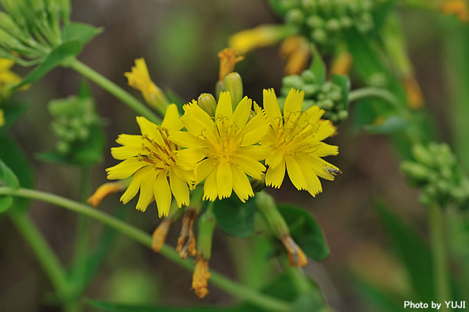 ホソバワダン Crepidiastrum lanceolatum